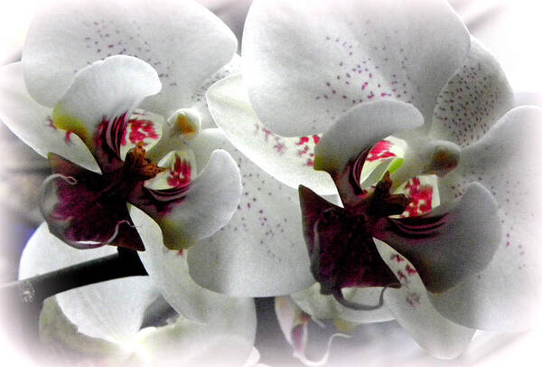 White Orchid Poster featuring the photograph Glowing White Orchids by Kim Galluzzo