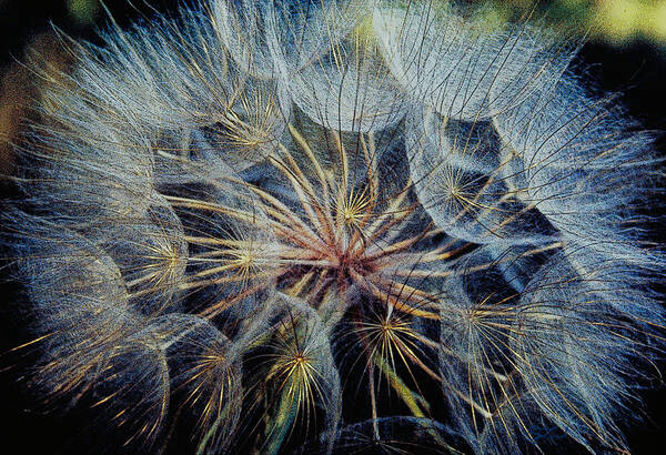 Wild Flower Poster featuring the photograph Goats Beard by Jon Lord