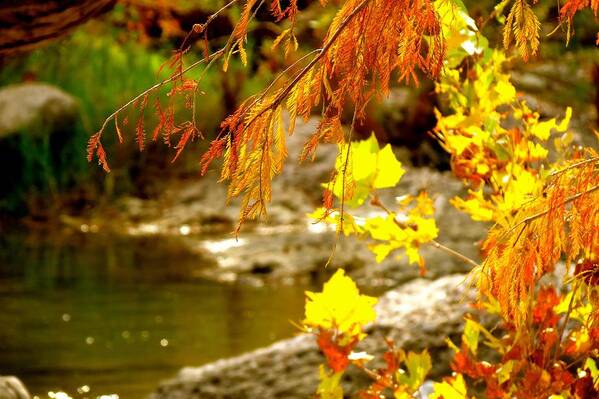 Texas Hill Country Poster featuring the photograph God's Amazing Colors by David Norman