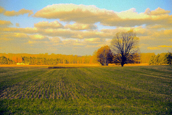 Farm Poster featuring the photograph Gold Field by Mary Underwood