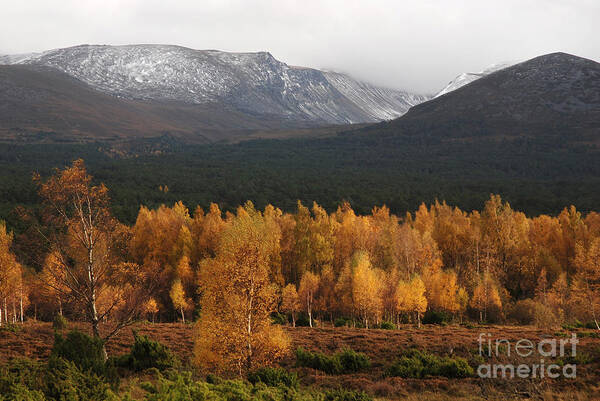 Autumn Gold Poster featuring the photograph Golden Autumn - Cairngorm Mountains by Phil Banks