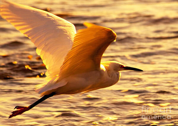 Flying Egret Prints Poster featuring the photograph Golden Egret Bird Nature Fine Photography Yellow Orange Print by Jerry Cowart