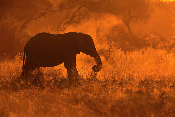 Africa Poster featuring the photograph Golden Elephant In Savute by Mario Moreno