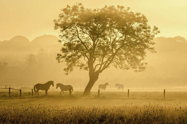 Landscape Poster featuring the photograph Golden Horses by Richard Guijt