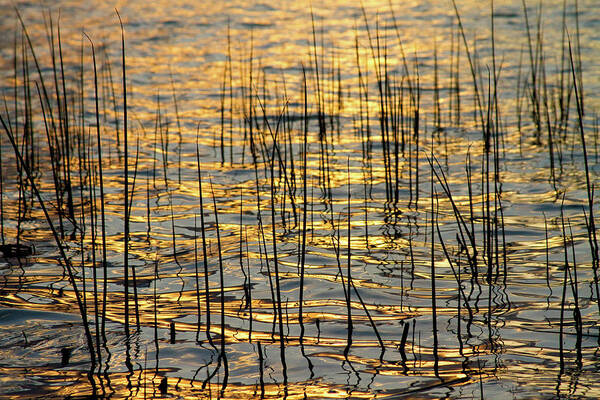 Golden Poster featuring the photograph Golden Lake Ripples by James BO Insogna