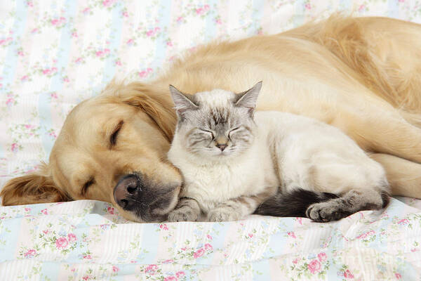 Dog Poster featuring the photograph Golden Retriever And Cat by John Daniels