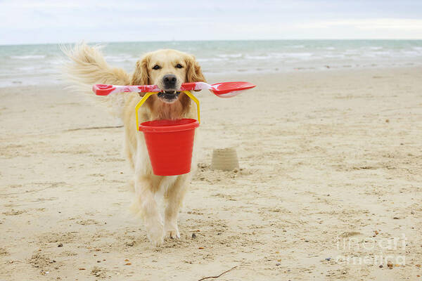 Dog Poster featuring the photograph Golden Retriever At Beach by John Daniels