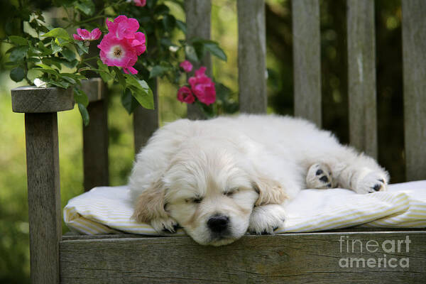 Golden Retriever Poster featuring the photograph Golden Retriever Puppy Sleeping by John Daniels