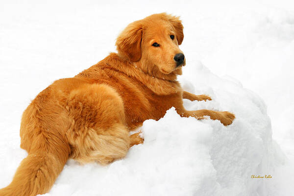 Winter Poster featuring the photograph Golden Retriever Snowball by Christina Rollo