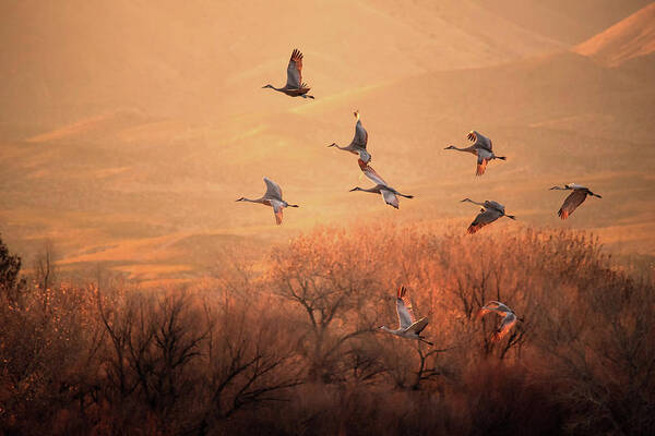 Crane Poster featuring the photograph Golden Time by Hao Jiang