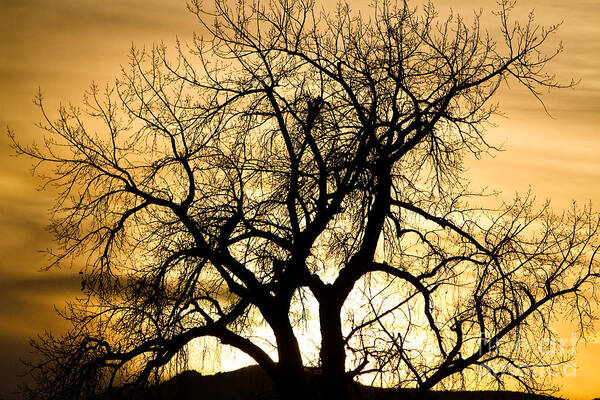 Trees Poster featuring the photograph Golden Tree Sunset Silhouette by James BO Insogna