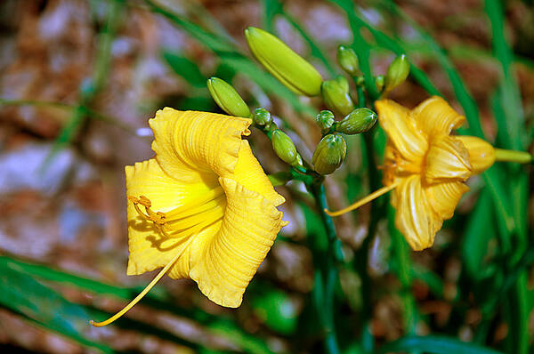 Daylily Poster featuring the photograph Golden Yellow Daylily by Donna Proctor
