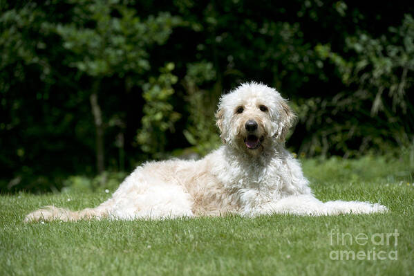 Dog Poster featuring the photograph Goldendoodle Dog by John Daniels