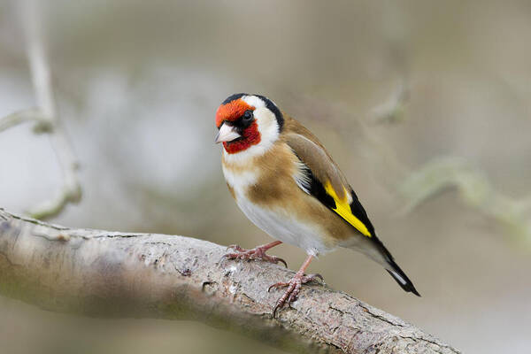 Goldfinch Poster featuring the photograph Goldfinch by Chris Smith