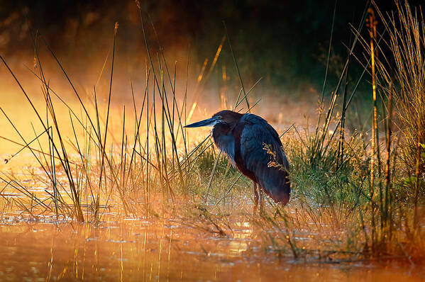 Heron Poster featuring the photograph Goliath heron with sunrise over misty river by Johan Swanepoel