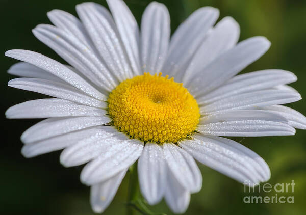 Oxeye Daisy Poster featuring the photograph Good Morning Summer by Tamara Becker