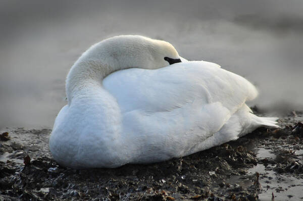 Sleeping Poster featuring the photograph Grace by Randi Grace Nilsberg