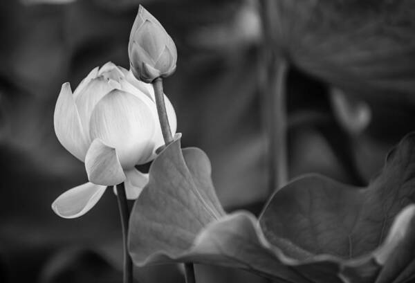 Mauritius Poster featuring the photograph Graceful Lotus. Balck and White. Pamplemousses Botanical Garden. Mauritius by Jenny Rainbow