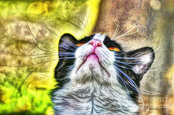 Cat Poster featuring the photograph Gracie's Wonderment by Phillip Garcia