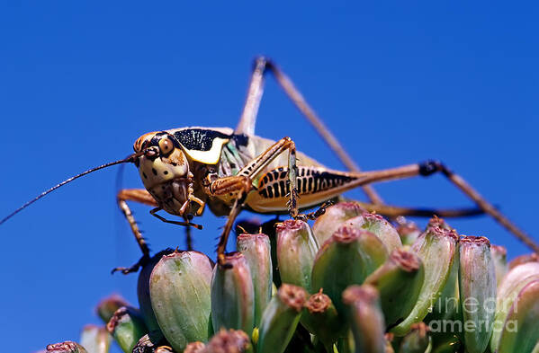 Grasshopper Poster featuring the photograph Grasshopper by George Atsametakis