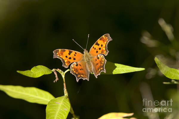 Fauna Poster featuring the photograph Gray Comma Butterfly by Gregory K Scott