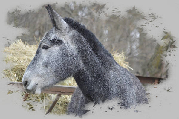 Mule Poster featuring the photograph Old Gray by Bonfire Photography