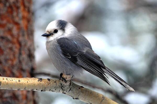 Colorado Poster featuring the photograph Gray Jay on Aspen by Marilyn Burton