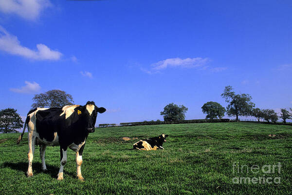 Farm Poster featuring the photograph Grazing Cows Ireland by Bill Bachmann