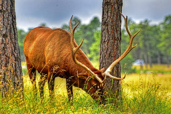 Landscape Poster featuring the photograph Grazing Elk by Jim Boardman