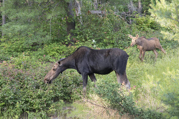 Moose Poster featuring the photograph Grazing Moose by Wade Aiken
