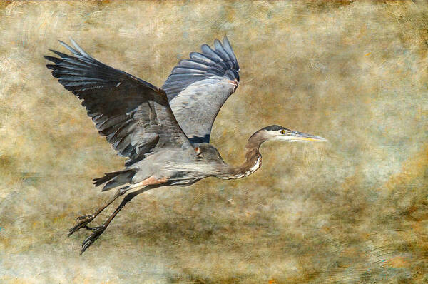 Heron Poster featuring the photograph Great Blue Heron 2 by Angie Vogel