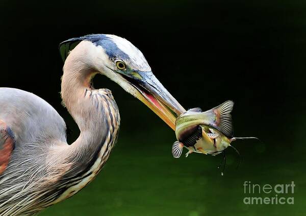 Heron Poster featuring the photograph Great Blue Heron And The Catfish by Kathy Baccari