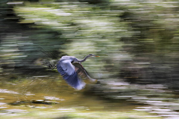 Great Blue Heron Poster featuring the photograph Great Blue Heron in Flight by Jason Politte