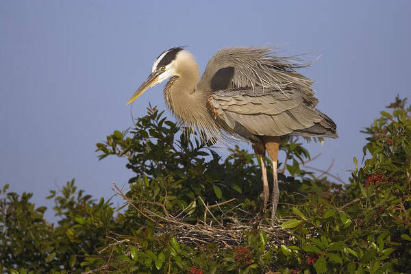 Feb0514 Poster featuring the photograph Great Blue Heron Nesting Florida by Tom Vezo