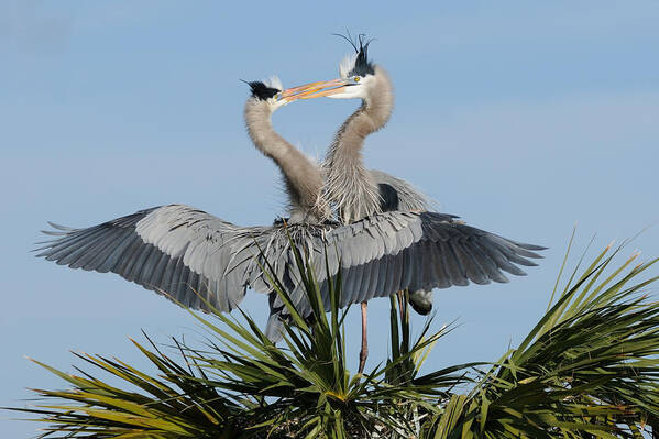 Great Blue Heron Poster featuring the photograph Great Blue Herons Courting by Bradford Martin