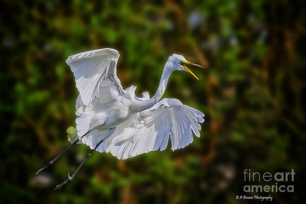 Great Egret Poster featuring the photograph Great Egret in flight by Barbara Bowen