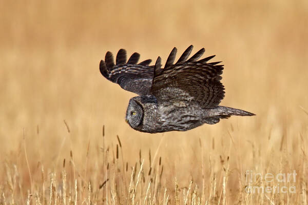 Great Gray Owl Poster featuring the photograph Great Gray Flight by Bill Singleton