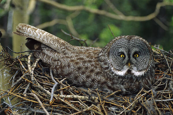 Feb0514 Poster featuring the photograph Great Gray Owl Incubating Eggs by Michael Quinton