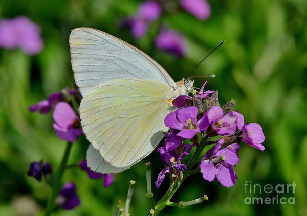 Butterfly Poster featuring the photograph Great Southern White Butterfly by Kathy Baccari