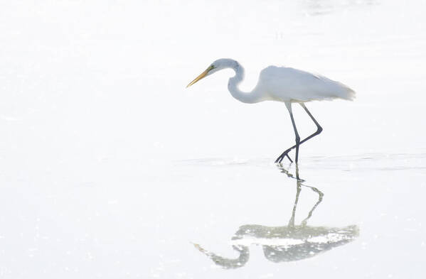 Great Egret Poster featuring the photograph Great White Egret Reflection by Saija Lehtonen