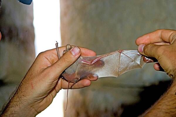 Animal Poster featuring the photograph Greater Mouse-tailed Bat by Photostock-israel