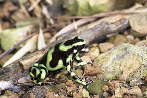 Animal Poster featuring the photograph Green and Black Poison Dart Frog by Teresa Zieba