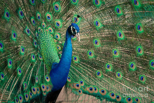 Animal Poster featuring the photograph Green Beautiful Peacock by Tosporn Preede