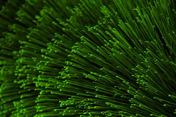 Bristles Poster featuring the photograph Green Bristles by Robert Woodward