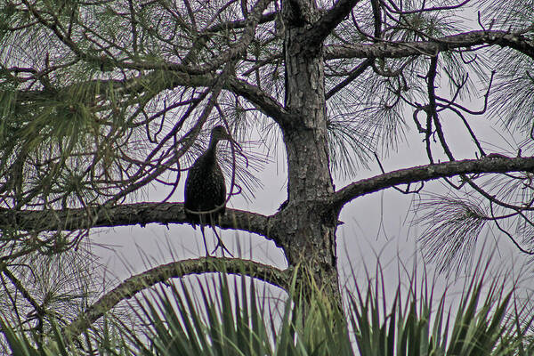 Stork. Bird Poster featuring the photograph Green cloudy by Lily K