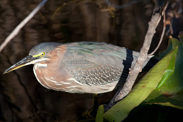Heron Poster featuring the photograph Green Heron in the Everglades by Natural Focal Point Photography