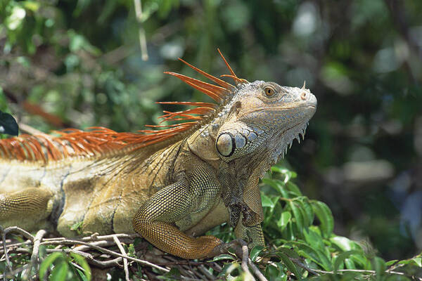 Feb0514 Poster featuring the photograph Green Iguana Male Portrait Central by Konrad Wothe