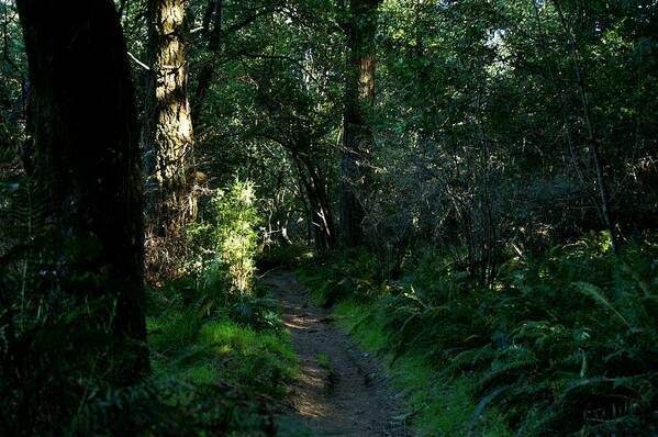 Woods Poster featuring the photograph Green is Good by David Armentrout