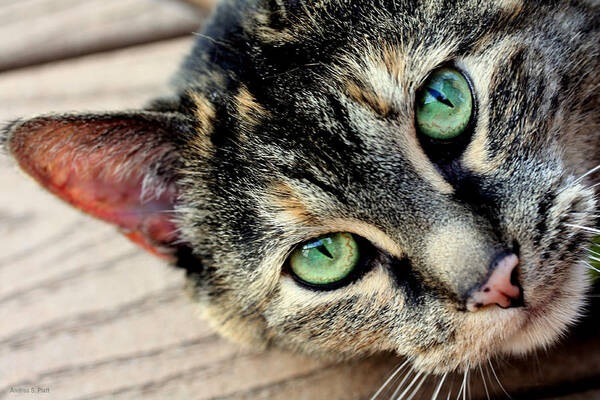 Feline Poster featuring the photograph Green Pepper by Andrea Platt