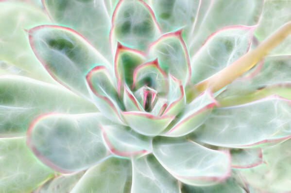 Succulent Poster featuring the photograph Green Pink Succulent Glow by Beth Venner